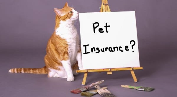 Pet Insurance